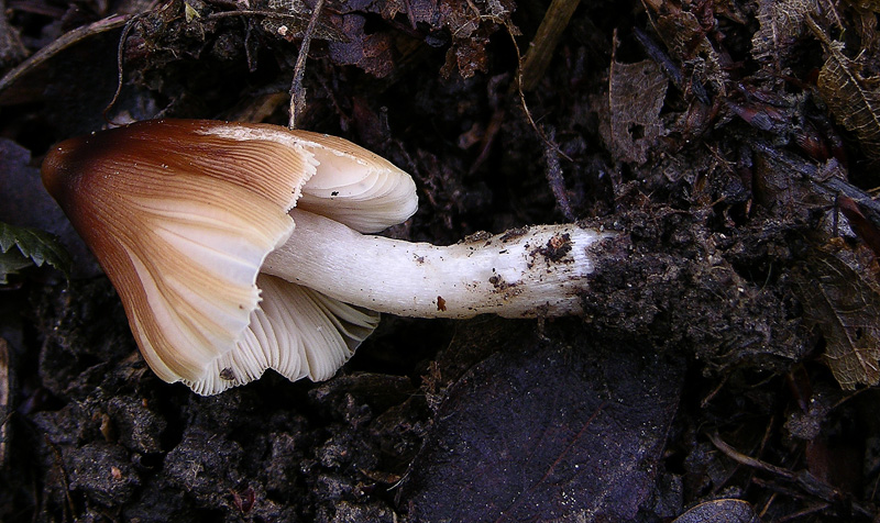 Risposte griglia 2 (marted� 29 maggio)